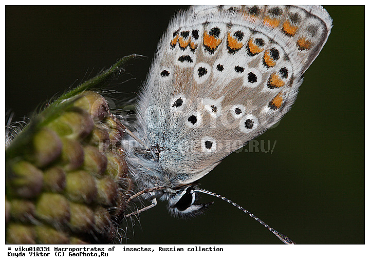 �������, �����, ���������, ������