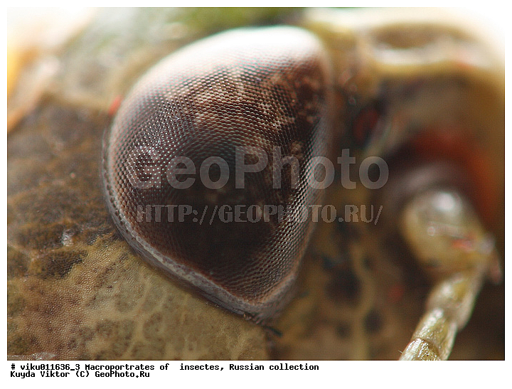 ����, ��������, �����, �����, ���