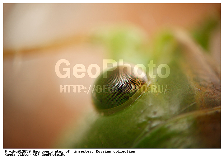 ����, ������, ��������, �������, ��������