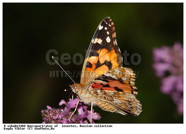 �������, �����, ������, ������, ��������, ��������, ��������������, �������������, ���������, ���������, �������, �������, XYZ, ���������, Nymphalidae, ���������, ��������������, �������������� �������������, Vanessa cardui, Papilio cardui, Cynthia cardui, Pyrameis cardui, Papilio belladonna, Papilio carduelis, Vanessa elymi