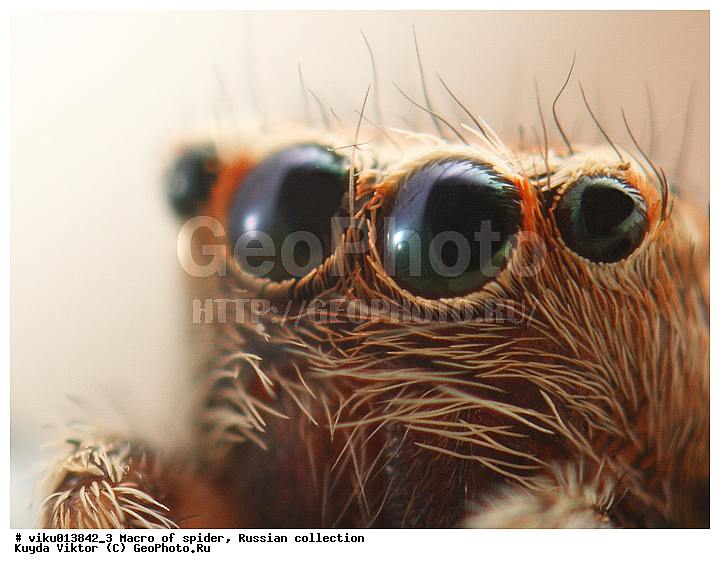 ���, �����, �����, ����-������, �������