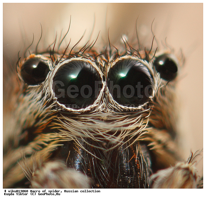 ���, �����, �����, ����-������, �������