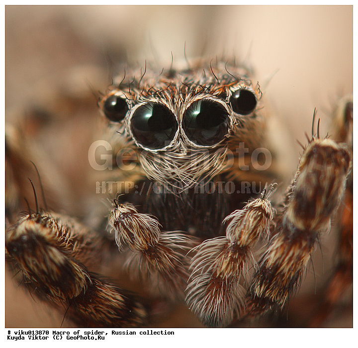 ���, �����, �����, ����-������, �������