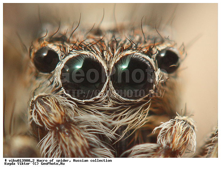 ���, �����, �����, ����-������, �������