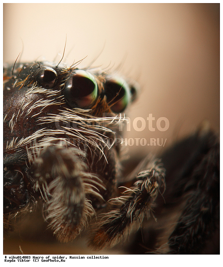 ���, �����, �����, ����-������, �������