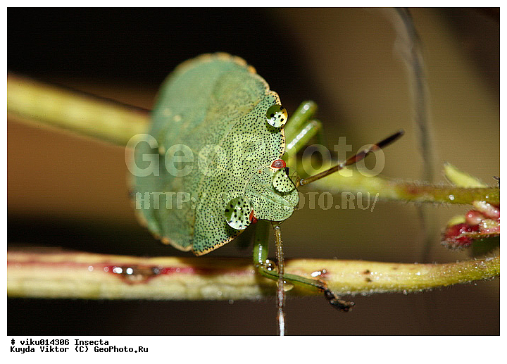 ����, ������, �����, ����, ����