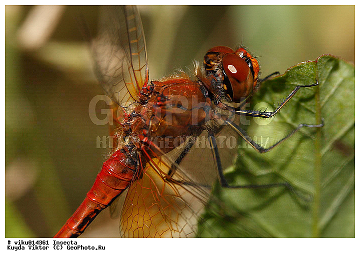 ��������������, ��������, ������, �������, ���������, ��������, ��������, ��������������, �������������, ��������������