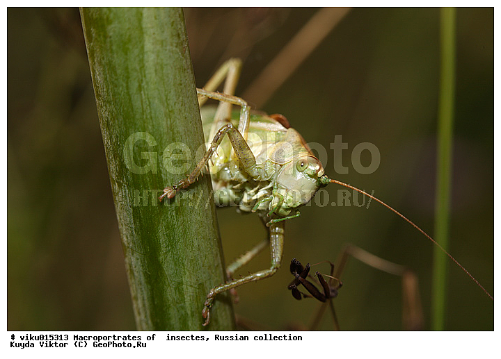 ��������, ������, �������, �����