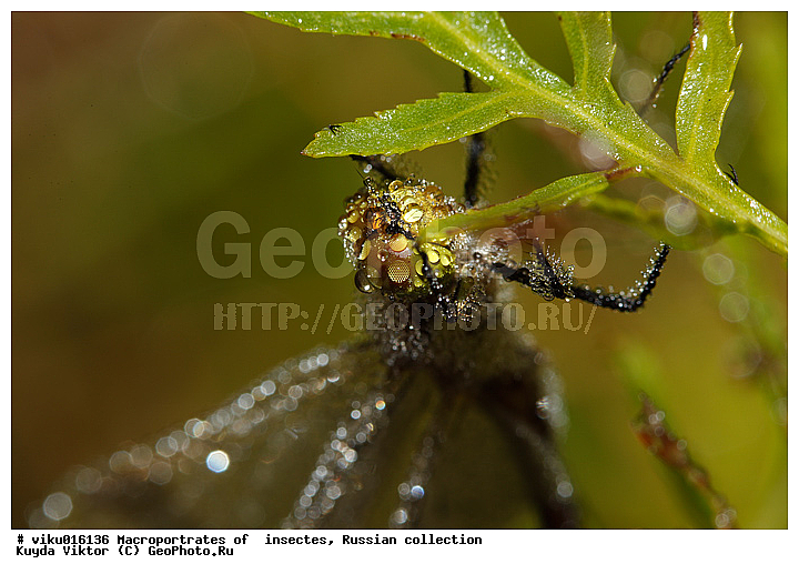 ������, ������, �����, ����, ��������