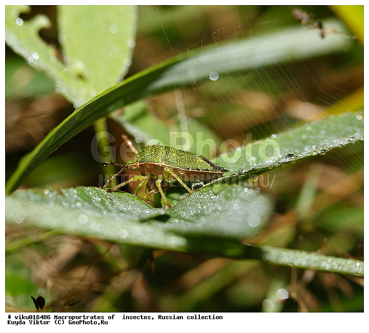 ������, ����, ������, ����