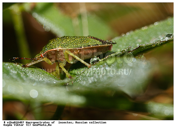 ������, ����, ������, ����