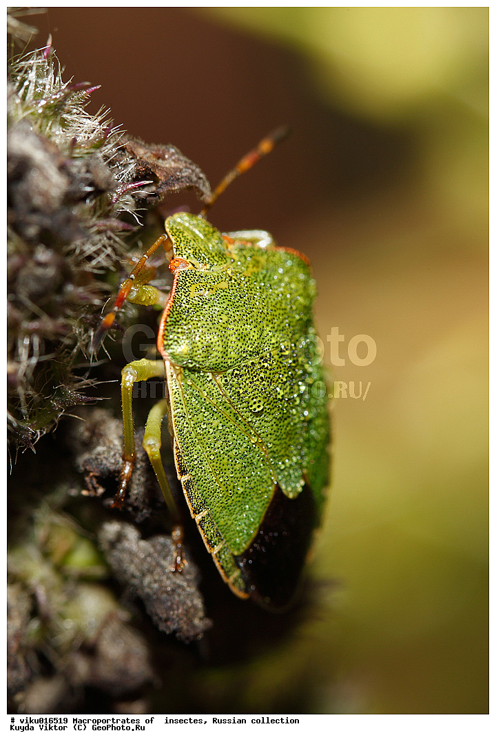 ������, ������, ����, ��������, ������