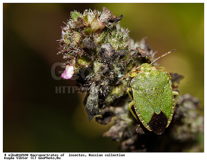 ������, ������, ����, ��������, ������