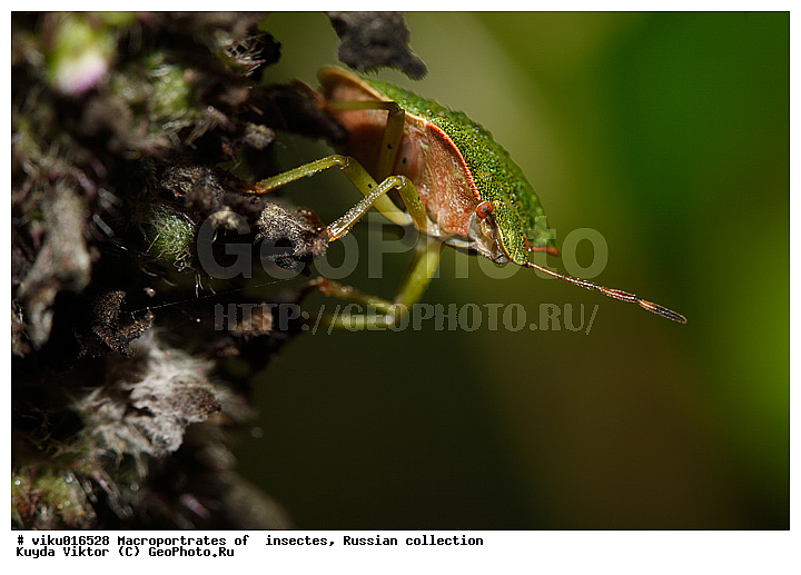 ������, ����, ��������, ������