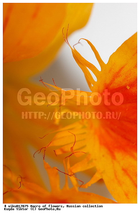 �����, �����������, ���������, ��������, ����, ������, ������ ��������, �����, ��������, ���������� ��������, ������� ��������, ������� ��������, ������, �����, XYZ, ������������, �����������, Tropaeolaceae, ��������� �������, ������� �������, Tropaeolum majus, �����������, ����������� ��������, �����, ������������ ��������, ������������ ��������, ������������, ������������, ������������, �����������