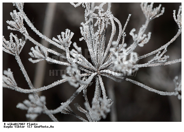 ����, ��, ��������, ��������