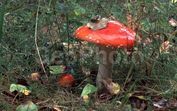 ���������� �������, ������, ���������� �������, ������� � ���������, ���� �������, ����� ��������, ������, ����� �����, ��������