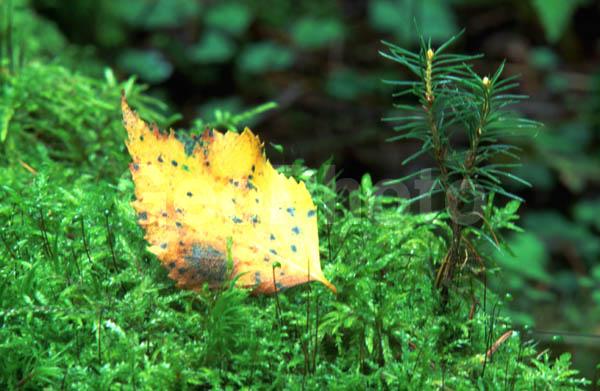 ���������� �������, ������, ���������� �������, ���, ������ �������, ����, ������� ���, �������, ���, �������