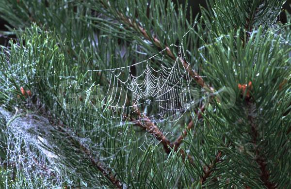 ���������� �������, ���������� ������, �����, �������, �����, ����, �������, ������� �����, ����, �����, ����