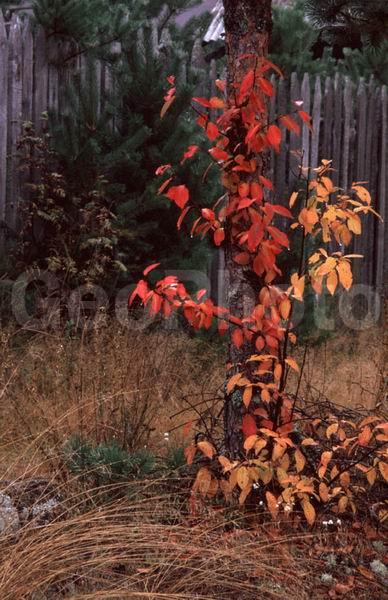 �������� �������, ���������� ������, �������, �����, ����������, ��������, ����, ������, ������, ������� �����, �����, ���������, ������ ����, ����� �����