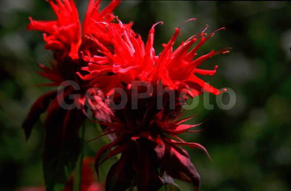 ���������� �������, ������, ���������� �������, ����, ��������, �����