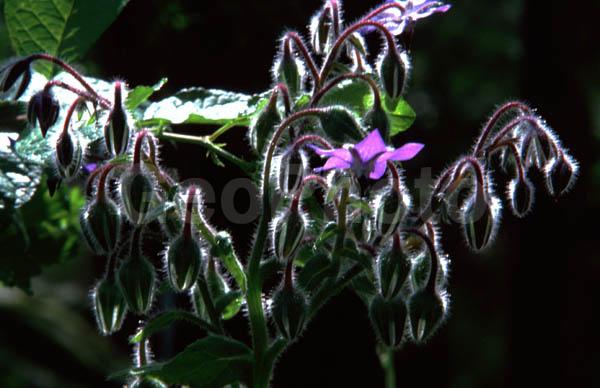 ���������� �������, ������, ���������� �������, ����, ��������, �����, �����