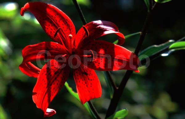 ���������� �������, ������, ���������� �������, ����, �����, ��������, ��������� ����, ����, ������ �����, �����