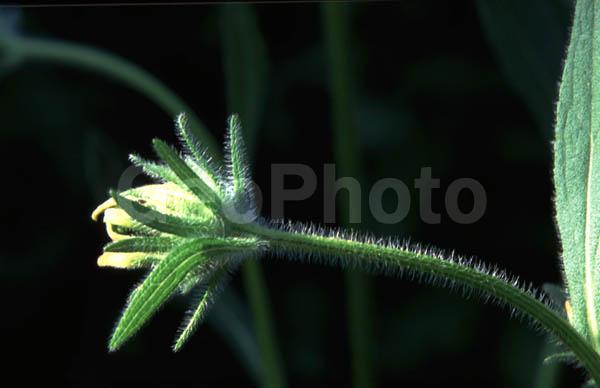 ���������� �������, ������, ���������� �������, �����, ����, ��������, ��������, ��������� ����, ����, �����