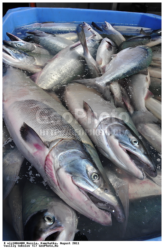 ��������������������, �����, �������� ���������, ��������, ������, ������, 2011