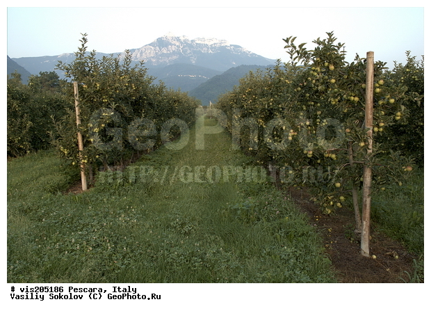 ������, �������, �����