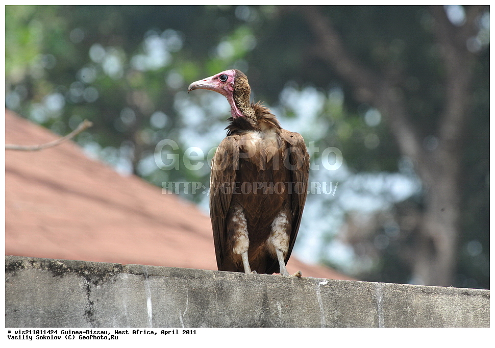 �����, ������, ������-�����, �����, 2011