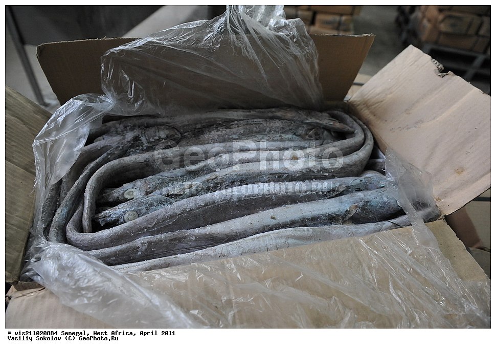 ������ ���������, ������������, ����, �������, ������, 2011