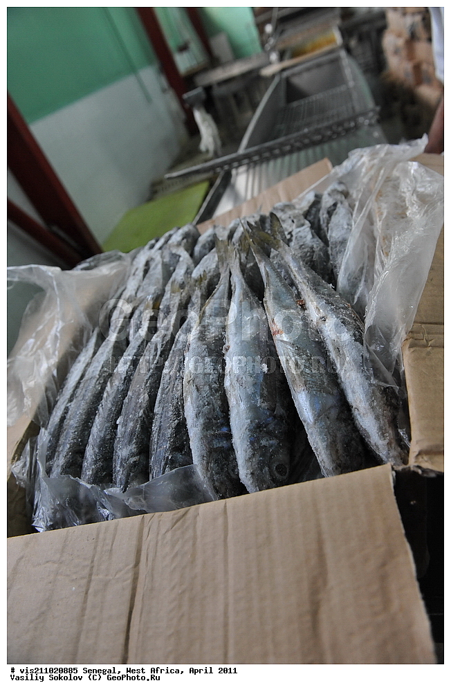 ������ ���������, ������������, ����, �������, ������, 2011