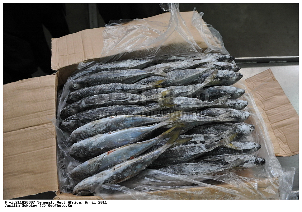 ������ ���������, ������������, ����, �������, ������, 2011