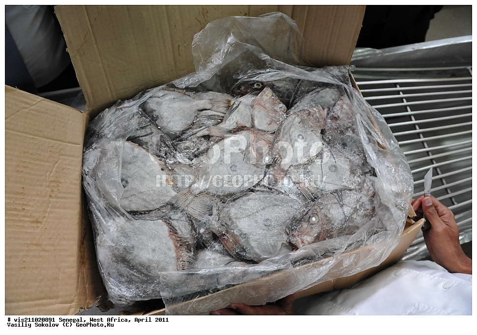 ������ ���������, ������������, ����, �������, ������, 2011