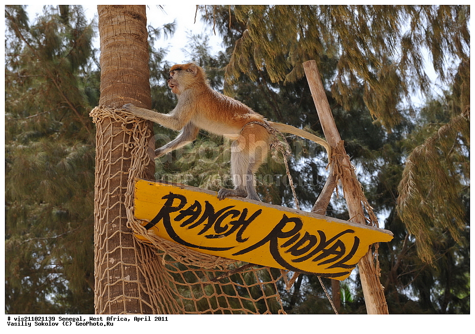 �����, ���������, �������, ������, 2011