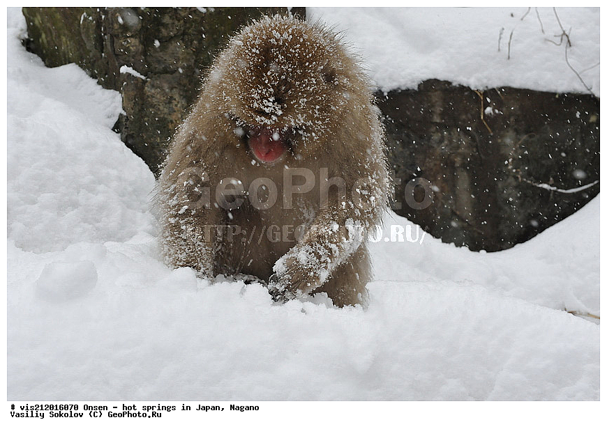  �����, ������� ���������, ������, ������, ������, ����������, ��������, ����, ������, ��������, �������������, ������, �������� �����
, ������ ���, ��������, ��������, �������������, �������������, �����, �����XYZ, �����������, Cercopithecidae, �������� �����, Macaca fuscata