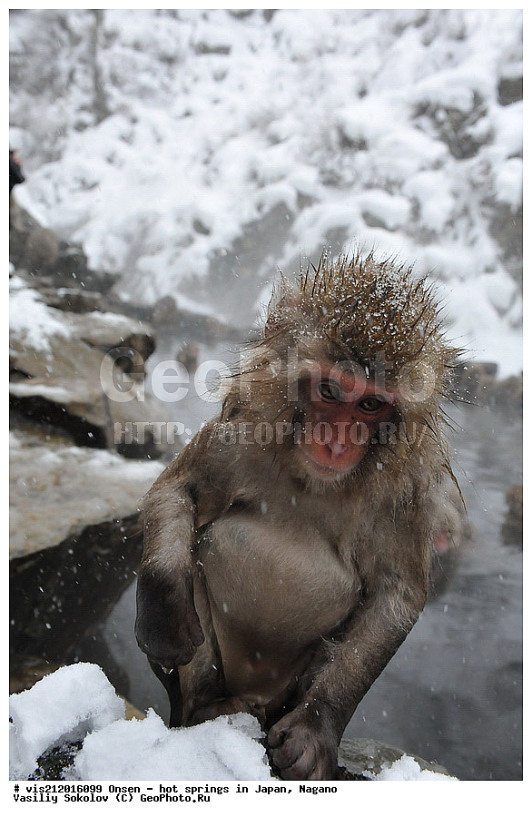 �����, ������� ���������, ������, ������, ������, ����������, ��������, ����, ������, ��������, �������������, ������, �������� �����
, ������ ���, ��������, ��������, �������������, �������������, �����, �����XYZ, �����������, Cercopithecidae, �������� �����, Macaca fuscata