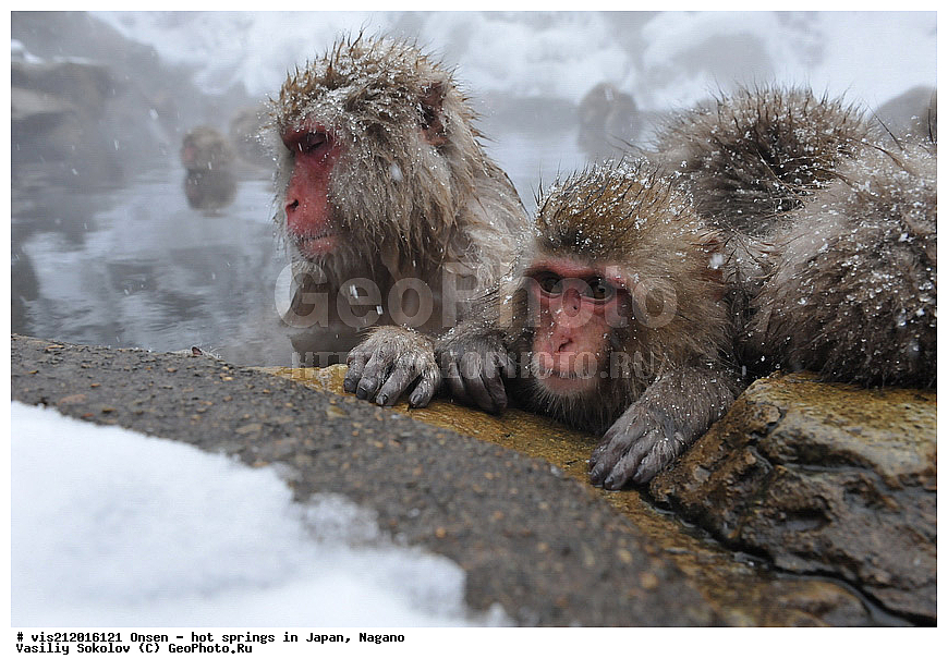  �����, ������� ���������, ������, ������, ������, ����������, ��������, ����, ������, ��������, �������������, ������, �������� �����
, ������ ���, ��������, ��������, �������������, �������������, �����, �����XYZ, �����������, Cercopithecidae, �������� �����, Macaca fuscata