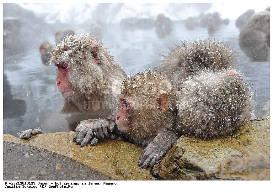  �����, ������� ���������, ������, ������, ������, ����������, ��������, ����, ������, ��������, �������������, ������, �������� �����
, ������ ���, ��������, ��������, �������������, �������������, �����, �����XYZ, �����������, Cercopithecidae, �������� �����, Macaca fuscata