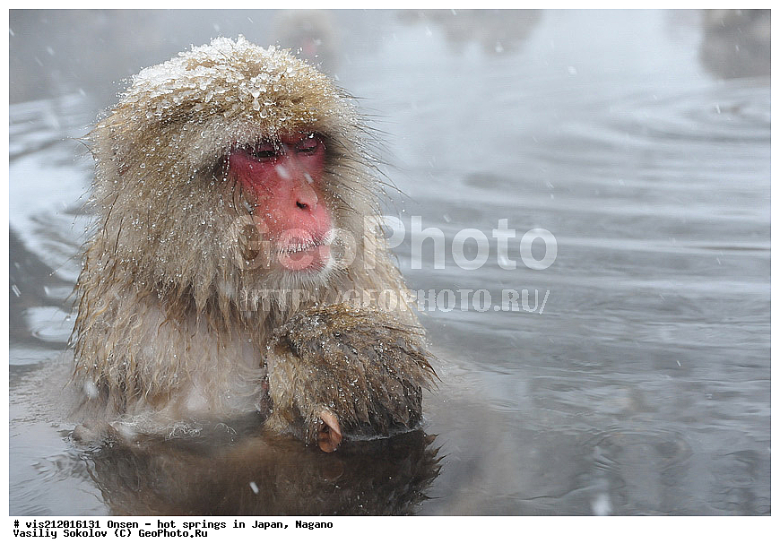  �����, ������� ���������, ������, ������, ������, ����������, ��������, ����, ������, ��������, �������������, ������, �������� �����
, ������ ���, ��������, ��������, �������������, �������������, �����, �����XYZ, �����������, Cercopithecidae, �������� �����, Macaca fuscata