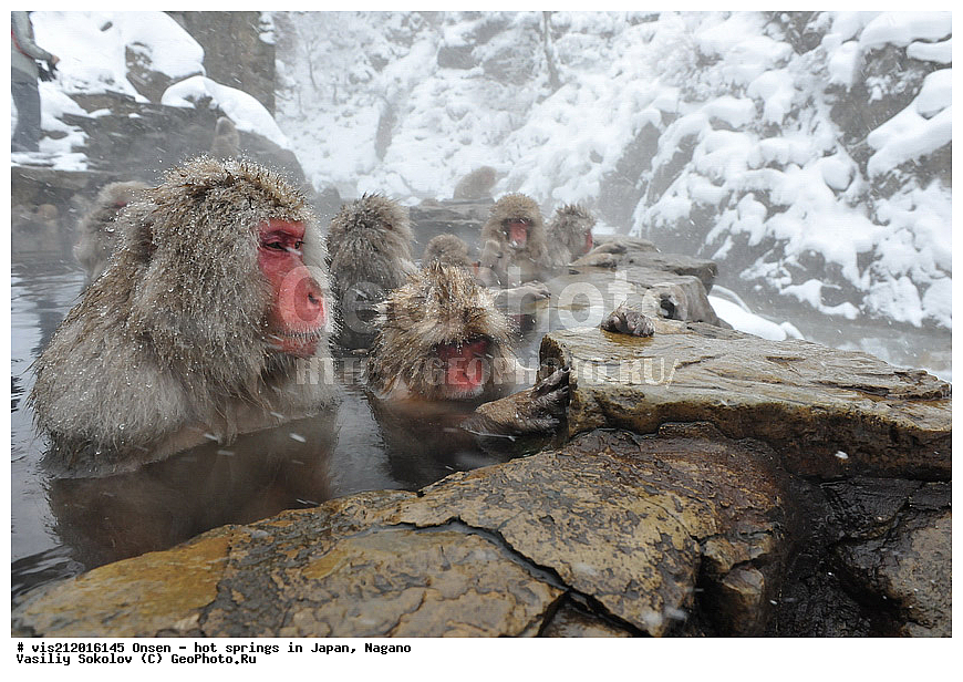 �����, ������� ���������, ������, ������, ������, ����������, ��������, ����, ������, ��������, �������������, ������, �������� �����
, ������ ���, ��������, ��������, �������������, �������������, �����, �����XYZ, �����������, Cercopithecidae, �������� �����, Macaca fuscata