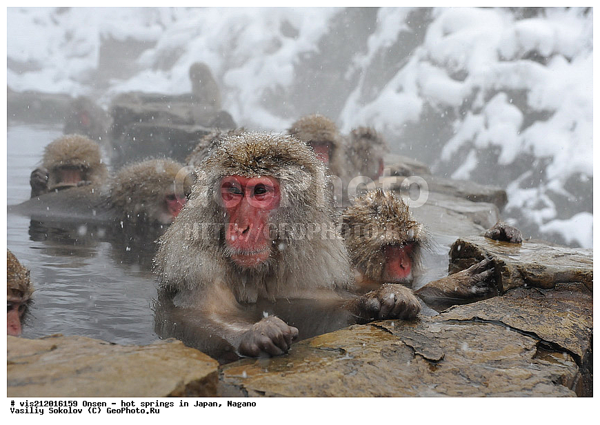  �����, ������� ���������, ������, ������, ������, ����������, ��������, ����, ������, ��������, �������������, ������, �������� �����
, ������ ���, ��������, ��������, �������������, �������������, �����, �����XYZ, �����������, Cercopithecidae, �������� �����, Macaca fuscata