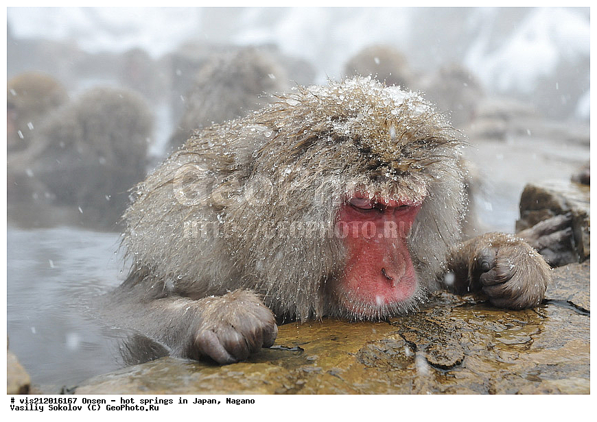  �����, ������� ���������, ������, ������, ������, ����������, ��������, ����, ������, ��������, �������������, ������, �������� �����
, ������ ���, ��������, ��������, �������������, �������������, �����, �����XYZ, �����������, Cercopithecidae, �������� �����, Macaca fuscata