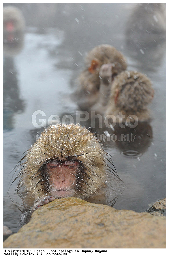 �����, ������� ���������, ������, ������, ������, ����������, ��������, ����, ������, ��������, �������������, ������, �������� �����
, ������ ���