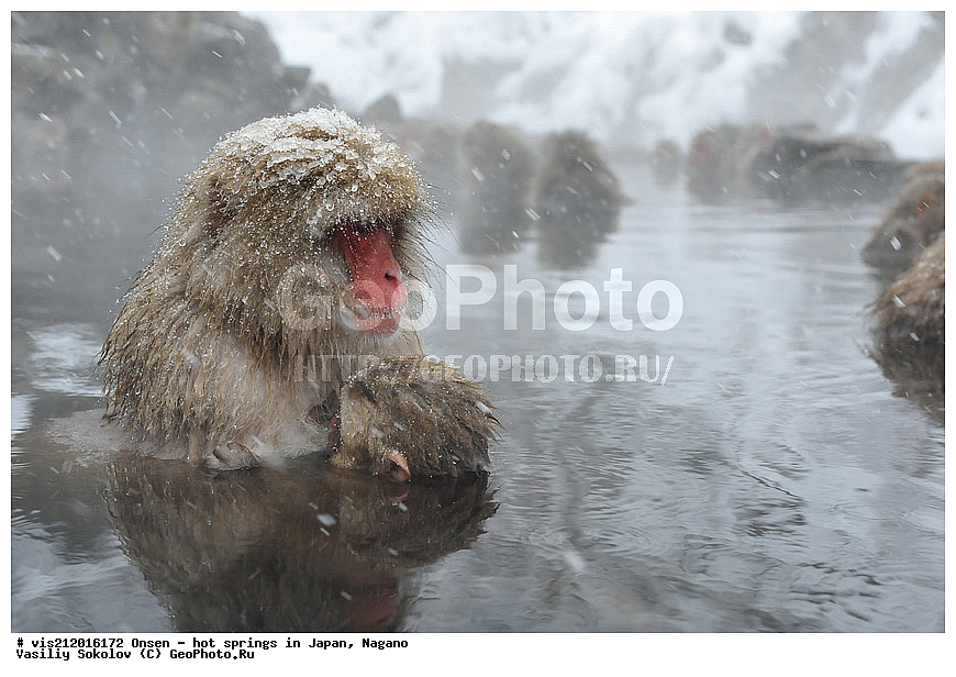  �����, ������� ���������, ������, ������, ������, ����������, ��������, ����, ������, ��������, �������������, ������, �������� �����
, ������ ���, ��������, ��������, �������������, �������������, �����, �����XYZ, �����������, Cercopithecidae, �������� �����, Macaca fuscata