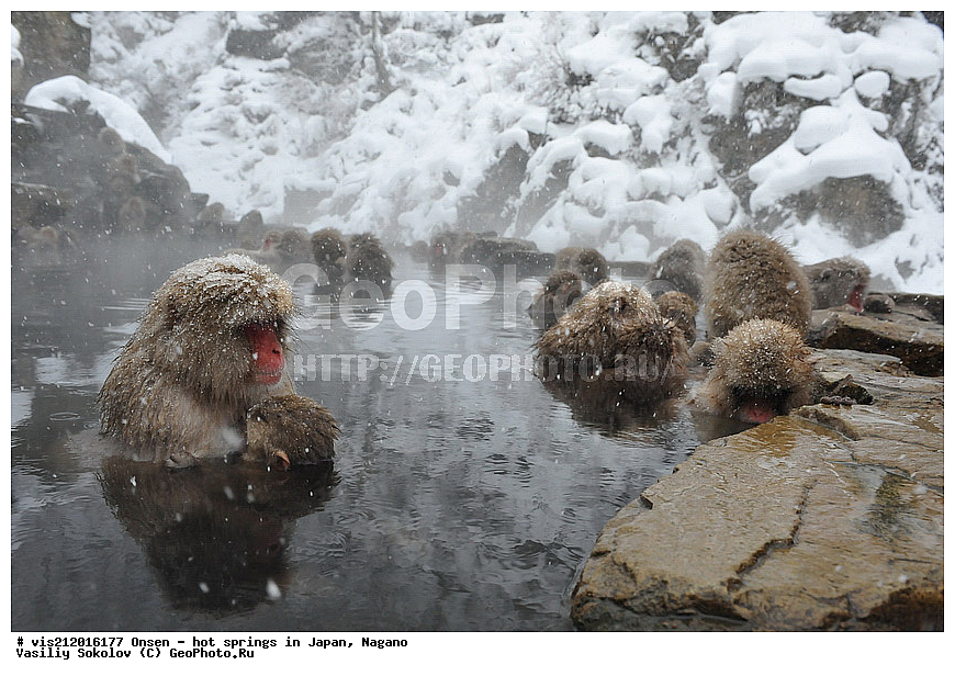  �����, ������� ���������, ������, ������, ������, ����������, ��������, ����, ������, ��������, �������������, ������, �������� �����
, ������ ���, ��������, ��������, �������������, �������������, �����, �����XYZ, �����������, Cercopithecidae, �������� �����, Macaca fuscata