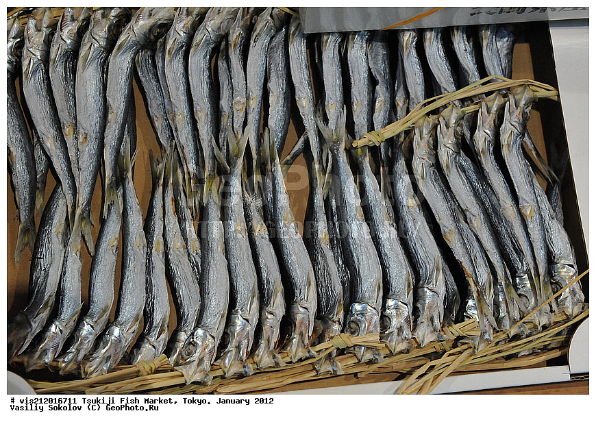 ������ �����, �������, �����   .  2012