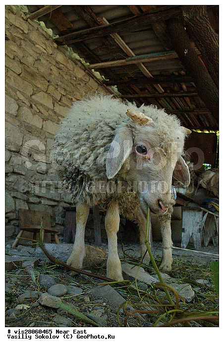 ������, ������, ����, �����, ��������, ��������, ������, ����, ����, �����