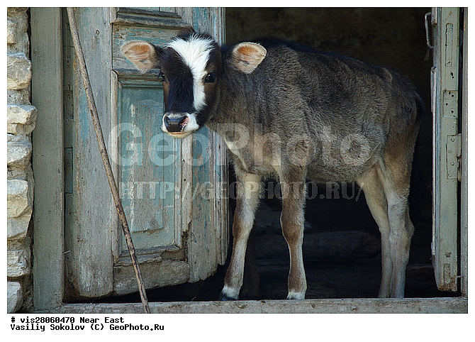 ������, �����, ��������, ��������, ������, ������, ����, �����, �������� �����, ���